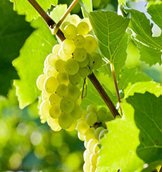 Weingut zum Pammer in der Wachau