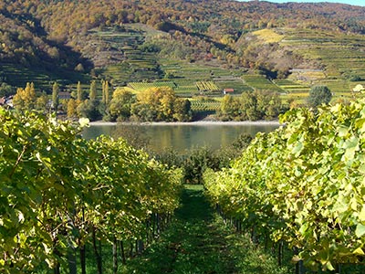 Weingarten in der Wachau mit einer Rebfläche von 2,5 ha